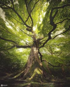 image of giant tree looking up from base of trunk