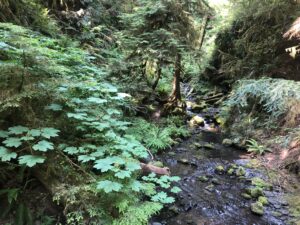 hemlock for peace